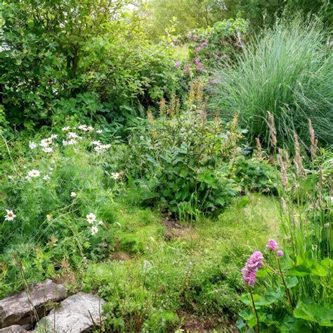 Jardin sauvage avec lichens et mousses intégrés