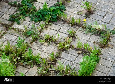 paysage urbain avec des plantes sauvages poussant entre les pavés