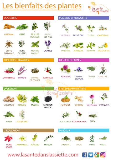 infographie sur les bienfaits des plantes en ville