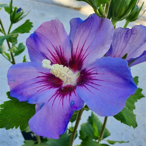 Diversité des fleurs d'Hibiscus syriacus