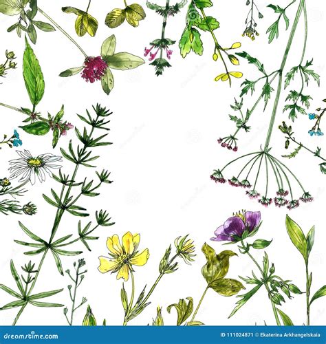 Dessin botanique de plantes sauvages