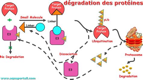 Schéma illustrant la composition et la dégradation du BRF