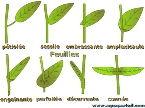 Différence entre vrilles et pétioles volubiles