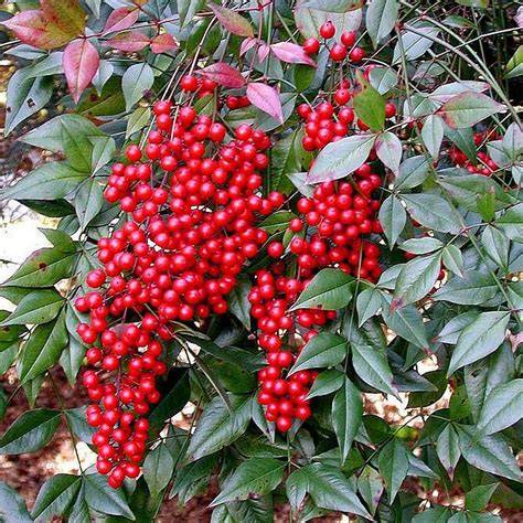 Image d'un Nandina domestica avec ses baies rouges