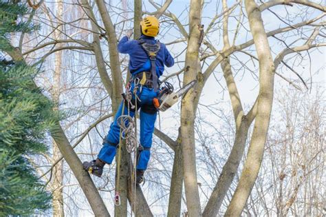 Arboriculteur en plein travail d'élagage en hauteur