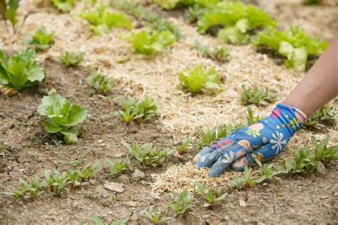 Désherbage du potager avant paillage