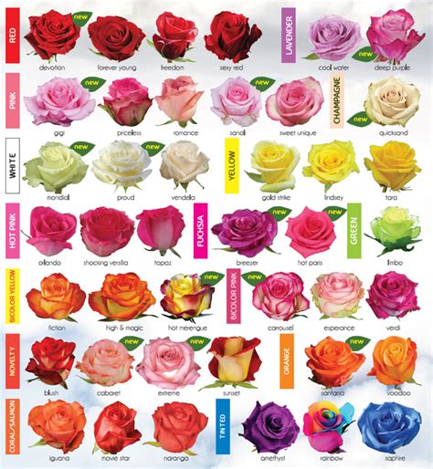 Différents types de roses
