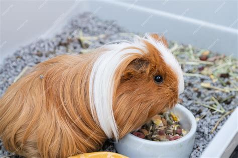 Cochon d'Inde faisant sa toilette