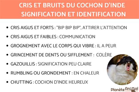 Infographie sur les différents cris du cochon d'Inde et leur signification