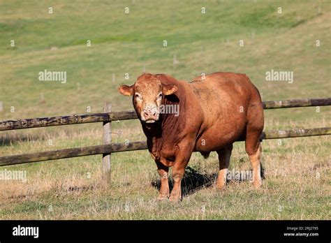 Photographie d'un taureau de race limousine