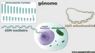 Schéma simplifié du génome d'une vache