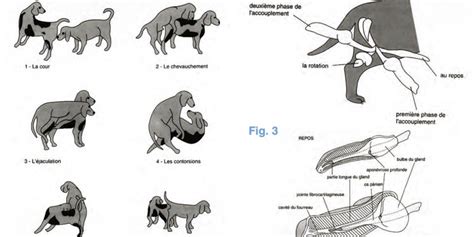 Illustration montrant le risque physique lors de la saillie d'un jeune taureau avec une vache adulte