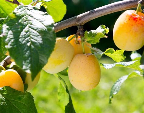 Prunes 'Reinegold' mûres