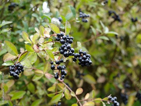 Variétés de baies noires et foncées