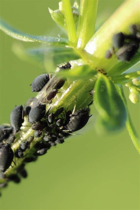 Illustration des effets des pucerons sur les feuilles de bonsaï