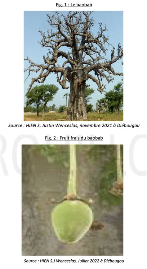 Les différentes parties du baobab et leurs utilisations