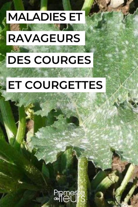 Infographie présentant les maladies et ravageurs courants des courges et leurs traitements