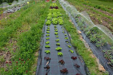 Planche de salades cultivées sur toile tissée