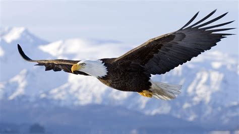 Aigle en vol