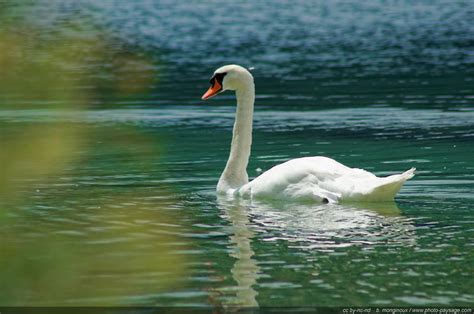 Cygne sur un lac