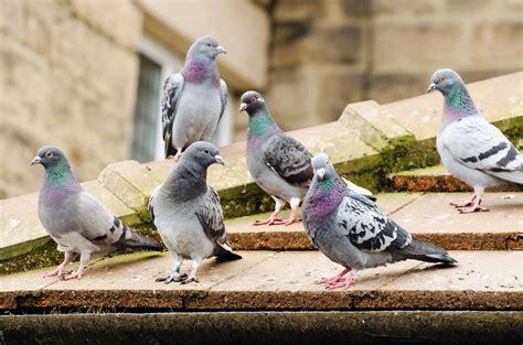 Groupe de pigeons
