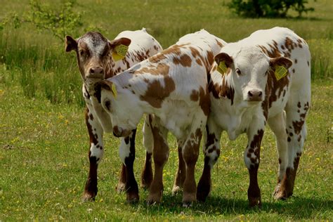 Jeunes veaux dans un enclos de la ferme