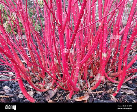Cornouiller Sibirica avec ses tiges rouges en hiver
