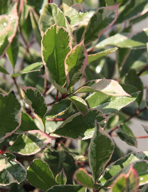 Feuillage jeune et coloré du Photinia