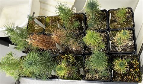 Divers jeunes plants de pin