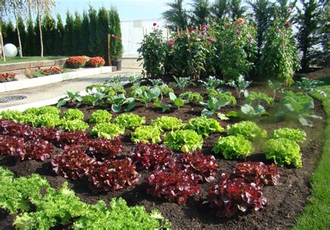 Jardin potager bien entretenu