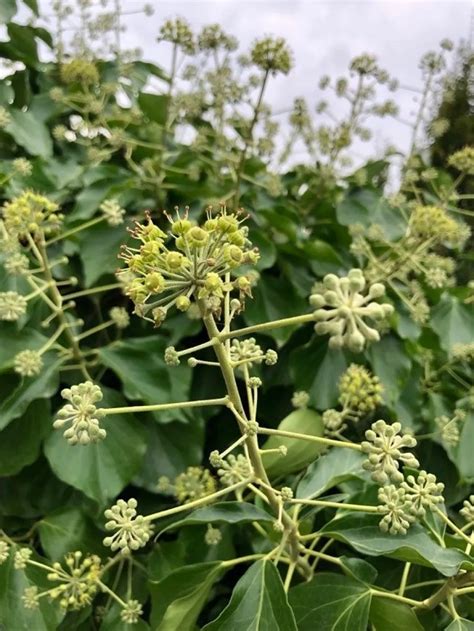Hedera helix 'Arborescens' en fleur