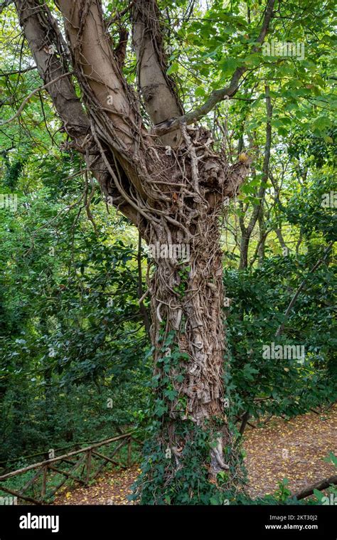 Tronc d'arbre partiellement recouvert de lierre sans enroulement