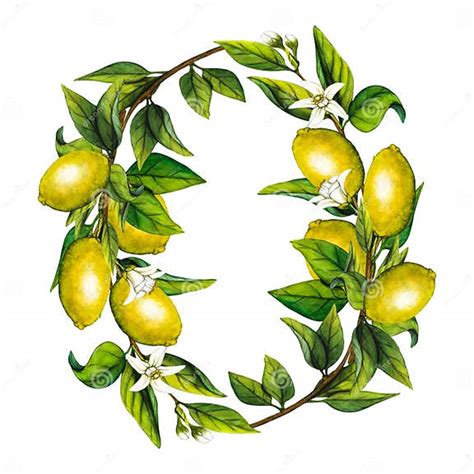 Illustration des feuilles et fleurs d'un citronnier