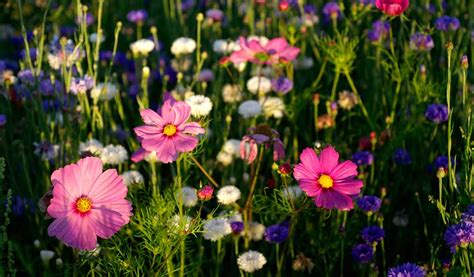 Prairie fleurie diversifiée
