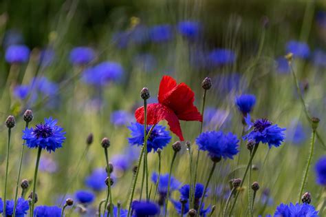 Exemples de fleurs courantes en prairie (bleuet, coquelicot, zinnia)