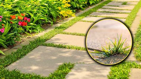 Jardin avec des allées propres et sans mauvaises herbes