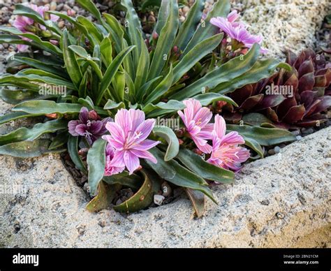 une rosette de Lewisia en fleur dans un environnement de rocaille naturelle