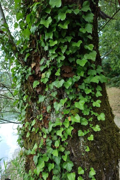 Lierre sur un vieil arbre