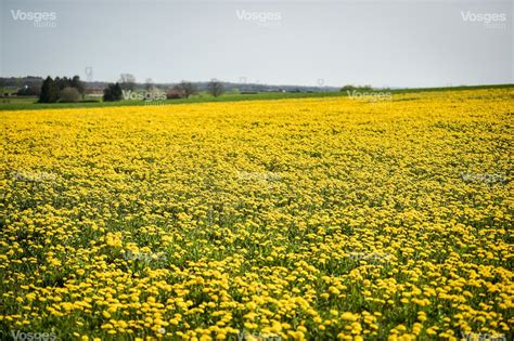 Champ de pissenlits en fleurs