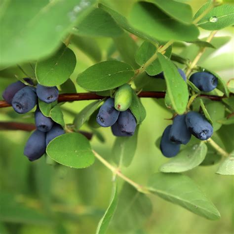 Baies de Lonicera caerulea