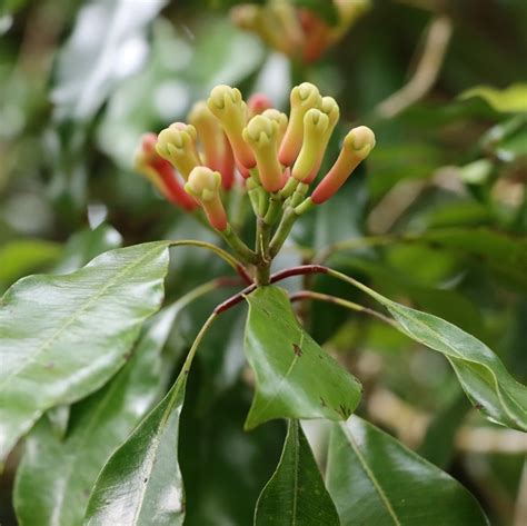 Arbre de giroflier en fleurs