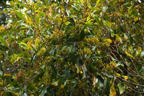 Giroflier en pot dans une véranda