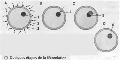 Schéma simplifié de la fécondation chez l'humain