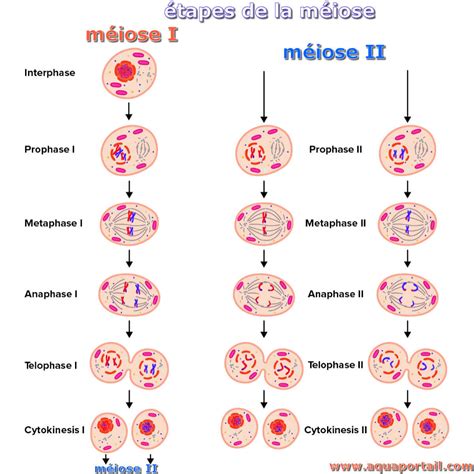 Représentation des différentes phases de la méiose