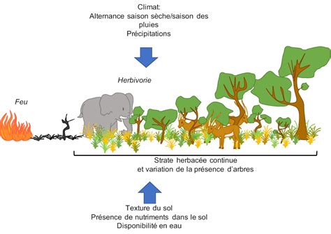 Schéma du biotope naturel d'une savane africaine