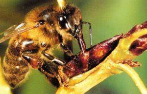 Abeille récoltant la propolis sur un bourgeon
