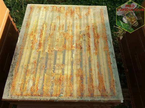 Grille à propolis installée sur une ruche