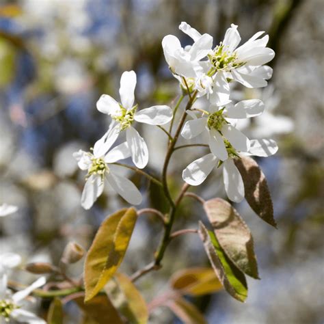 Amelanchier lamarckii en fleur au printemps