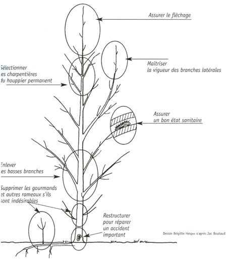 Schéma de taille d'entretien d'un Amelanchier