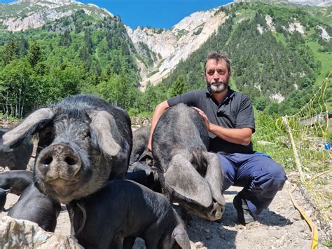 Cochons noirs des Alpes au Krameterhof